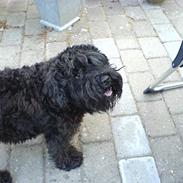 Dvaergschnauzer Daisy