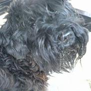 Dvaergschnauzer Daisy