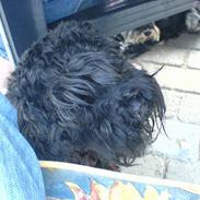 Dvaergschnauzer Daisy