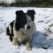 Border collie Charmo<3