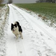 Border collie Charmo<3