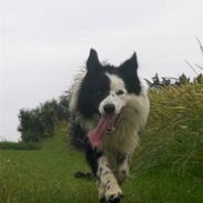 Border collie Charmo<3