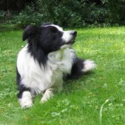 Border collie Charmo<3