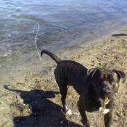 Blanding af racer Muld