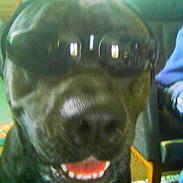 Blanding af racer Muld