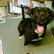 Blanding af racer Muld