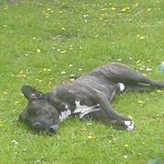 Blanding af racer Muld