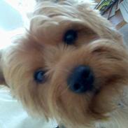 Yorkshire terrier Bennie