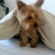 Yorkshire terrier Bennie