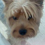 Yorkshire terrier Bennie