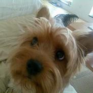 Yorkshire terrier Bennie