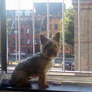 Yorkshire terrier Bennie