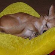 Chihuahua samson