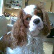 Cavalier king charles spaniel Lunte