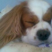 Cavalier king charles spaniel Lunte