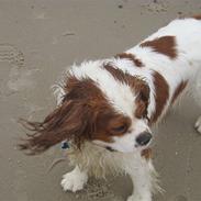 Cavalier king charles spaniel Lunte
