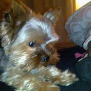 Yorkshire terrier Figo