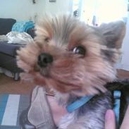 Yorkshire terrier Figo