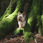 Yorkshire terrier Figo