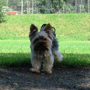 Yorkshire terrier Figo