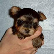 Yorkshire terrier Figo
