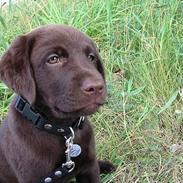 Labrador retriever Ziggy