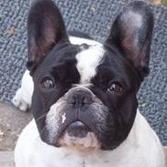 Fransk bulldog Thorsen