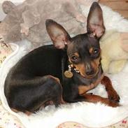 Prazsky krysarik /Dobermus Dina