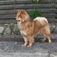 Eurasier Casey (død juni 2011)