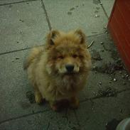 Eurasier Casey (død juni 2011)