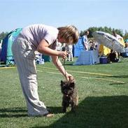 Cairn terrier Kennel Heros Knoch out