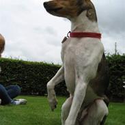 Dansk svensk gaardhund Frida