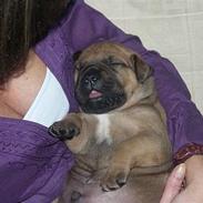 Bullmastiff Bertil
