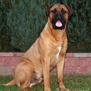 Bullmastiff Bertil