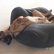 Bullmastiff Bertil