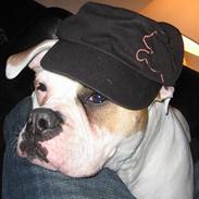 Amerikansk bulldog Morells Nala