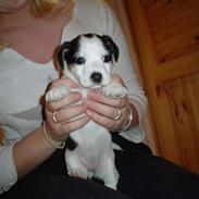 Jack russell terrier frida