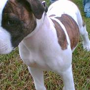 Amerikansk staffordshire terrier Vato