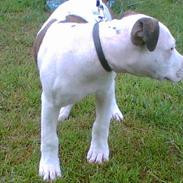 Amerikansk staffordshire terrier Vato