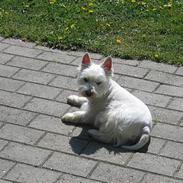 West highland white terrier cezar