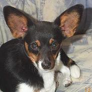 Blanding af racer Gizmo *død*