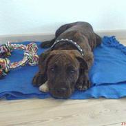 Blanding af racer Chico