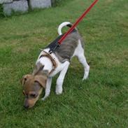 Dansk svensk gaardhund Frida