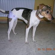 Dansk svensk gaardhund Frida