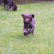 Ruhåret hønsehund "BORIS"