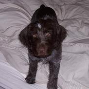 Ruhåret hønsehund "BORIS"