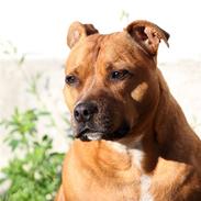 Staffordshire bull terrier Chili