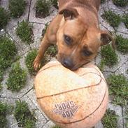 Staffordshire bull terrier Chili