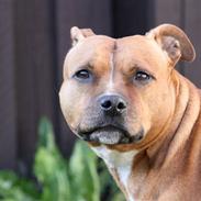 Staffordshire bull terrier Chili