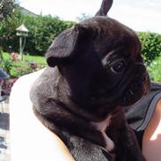 Fransk bulldog Maggie